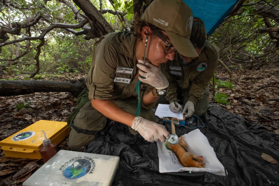 Documentário: Mulheres na Conservação ambiental do Brasil