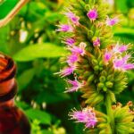 Benefícios do óleo essencial de patchouli