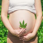 Estudo: uso de Cannabis durante a gravidez não prejudica desenvolvimento do bebê
