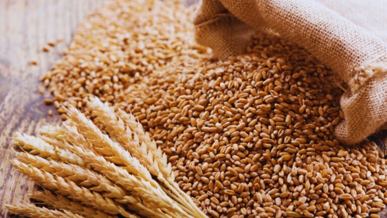 Gérmen de trigo faz bem para a pele, cabelo e na saúde em geral