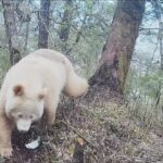 Único no mundo, panda albino é flagrado na China e vídeos viralizam