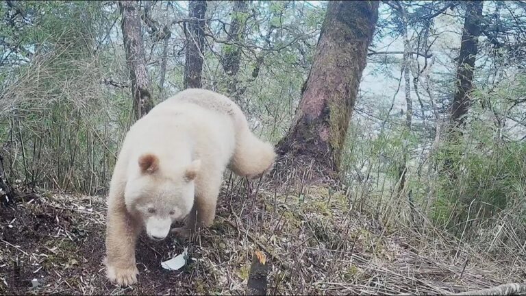 Único no mundo, panda albino é flagrado na China e vídeos viralizam
