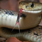 Por que as cobras mostram a língua?