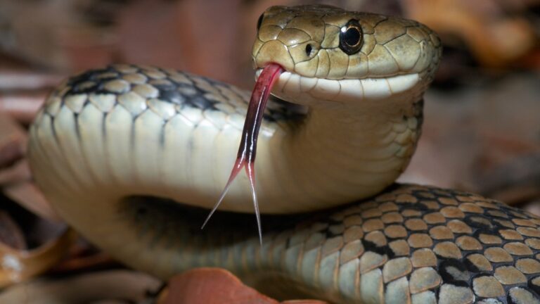 Por que as cobras mostram a língua?