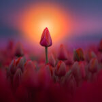 Fotos de tulipas na Holanda