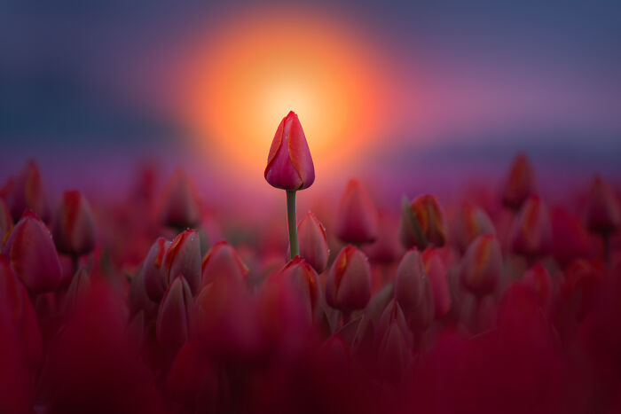 Fotos de tulipas na Holanda