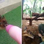 Bióloga adota filhote de veado-bororó órfã em Foz do Iguaçu