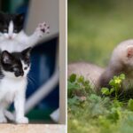 Fotos vencedoras do Comedy Pet Photography Awards de 2023