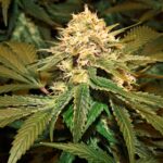 Medicina e Cannabis: Infectologista amplia horizontes na busca por melhorias