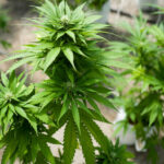 Cannabis: Mãe conta como a filha passou de 60 convulsões diárias para nenhuma
