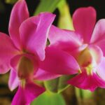 8 flores raras que impressionam pela aparência inusitada