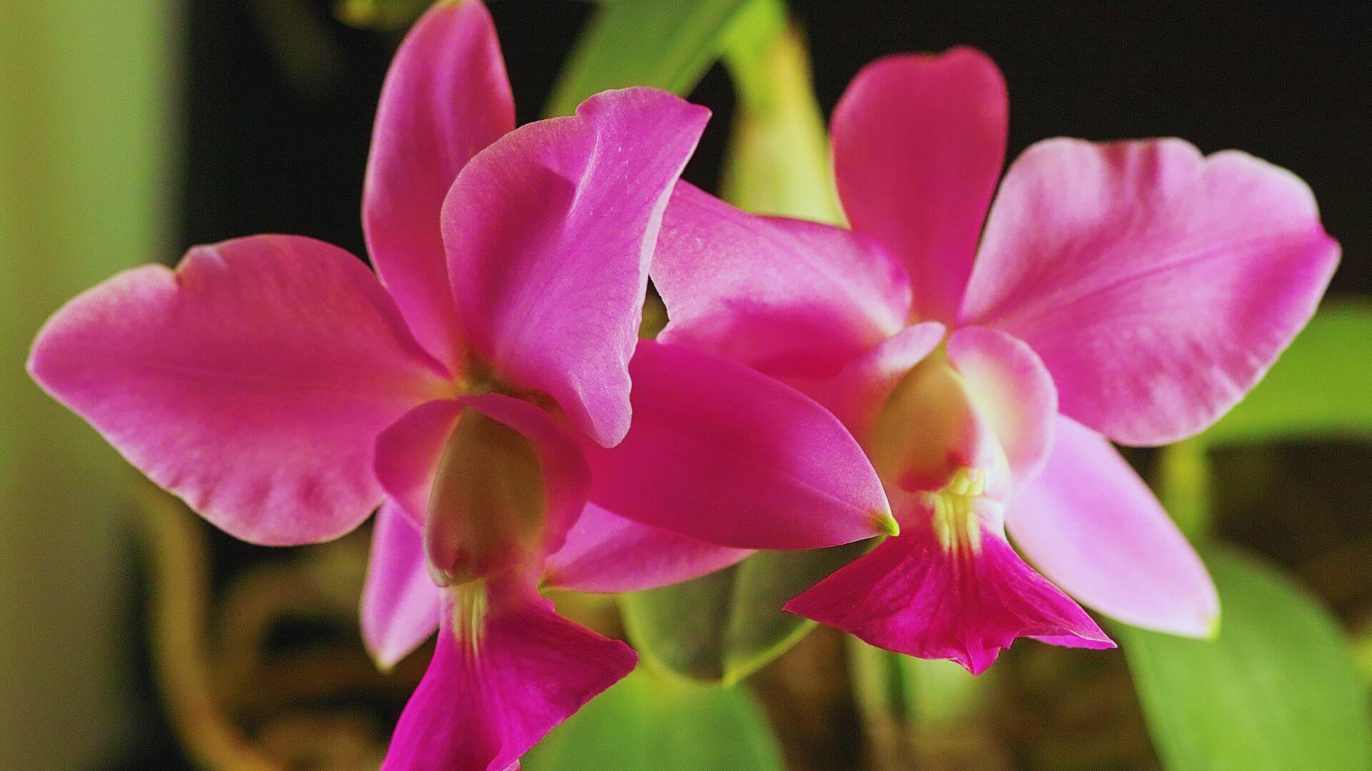 8 flores raras que impressionam pela aparência inusitada