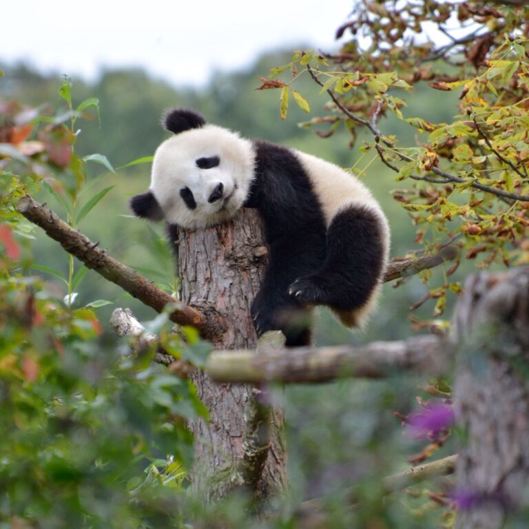 Urso Panda: Símbolo Representativo da China