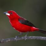 Conheça as espécies de pássaros que encantam os olhos e os ouvidos