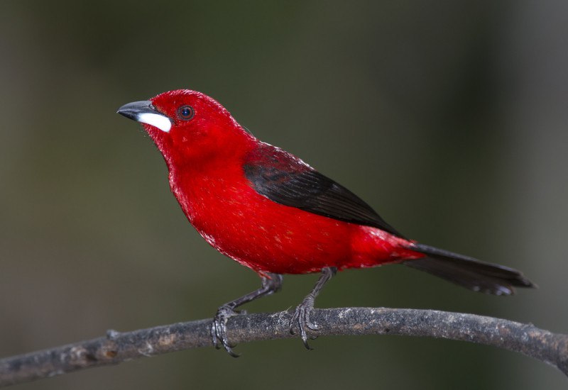 Conheça as espécies de pássaros que encantam os olhos e os ouvidos