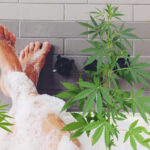 Empresa de cannabis medicinal lança: Banho de Haxixe