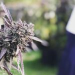 Freiras mexicanas que cultivam Cannabis