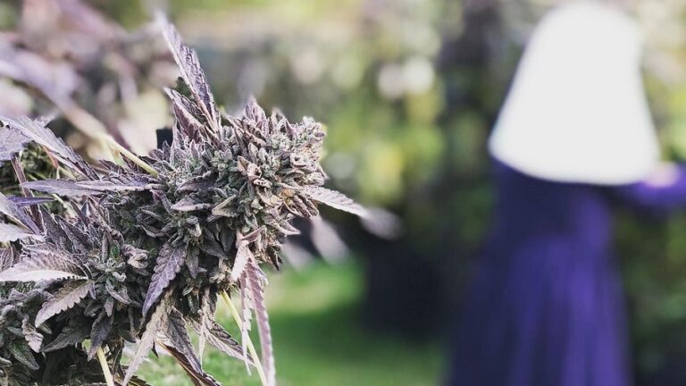 Freiras mexicanas que cultivam Cannabis