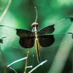 Uma solução natural contra os mosquitos
