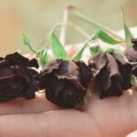 Fotografias das raras rosas negras de Halfeti