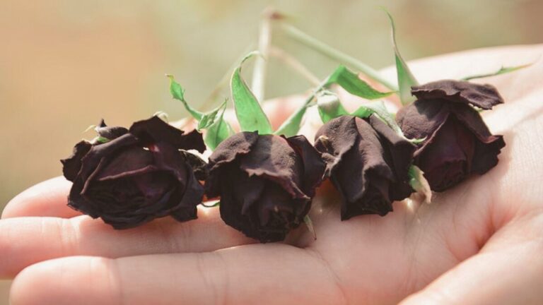 Fotografias das raras rosas negras de Halfeti