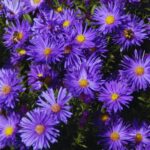 Desvendando os significados das flores mês a mês