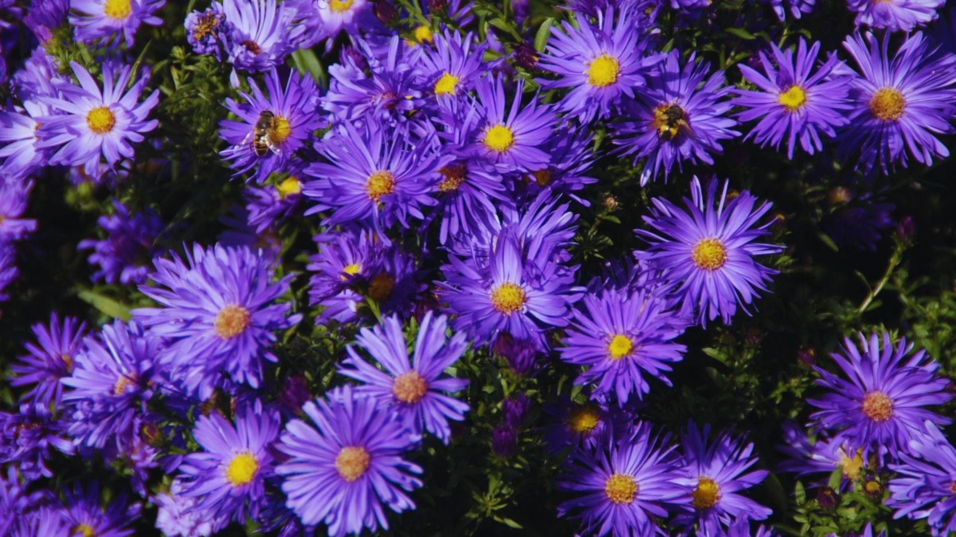 Desvendando os significados das flores mês a mês