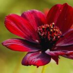 Chocolate-cosmos: beleza e significado para sua decoração