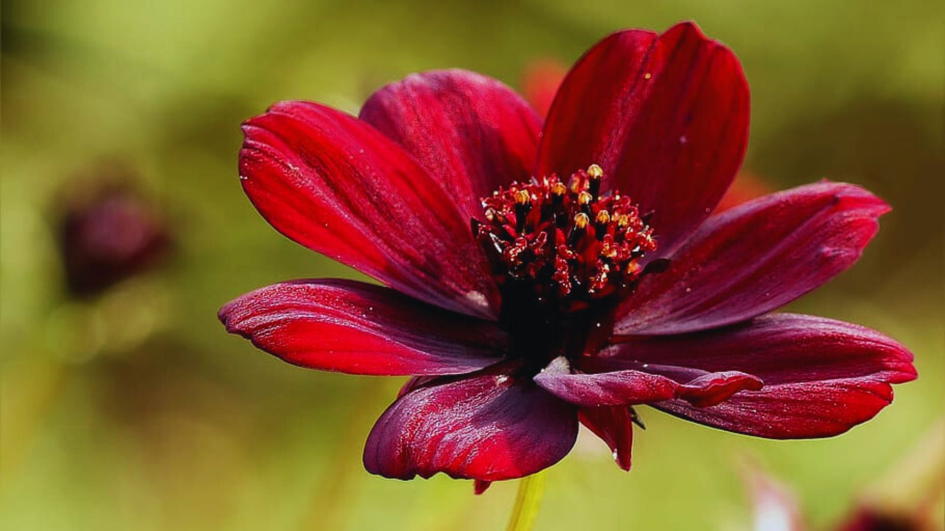 Chocolate-cosmos: beleza e significado para sua decoração