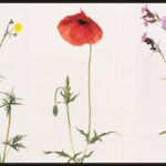 A beleza das flores nativas nas fotografias da artista Kathryn