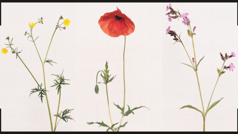 A beleza das flores nativas nas fotografias da artista Kathryn