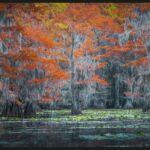 Fotógrafo captura cores outonais na maior floresta de ciprestes do mundo