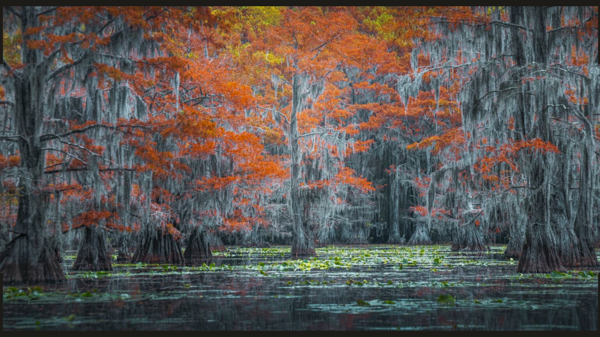Fotógrafo captura cores outonais na maior floresta de ciprestes do mundo
