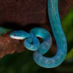 Conheça a víbora azul batizada em homenagem a Rita Lee