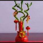 Bambu da sorte: como cuidar e cultivar