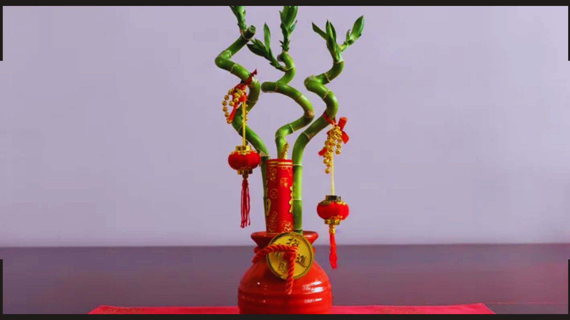 Bambu da sorte: como cuidar e cultivar