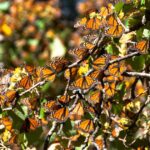 Milhões de borboletas monarca fazem da floresta mexicana seu lar durante o inverno