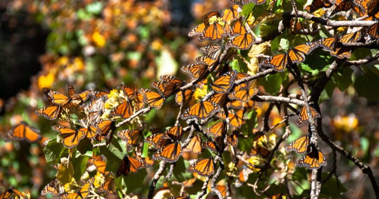 Milhões de borboletas monarca fazem da floresta mexicana seu lar durante o inverno