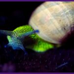 As impressionantes imagens do bosque reveladas através de raios ultravioleta