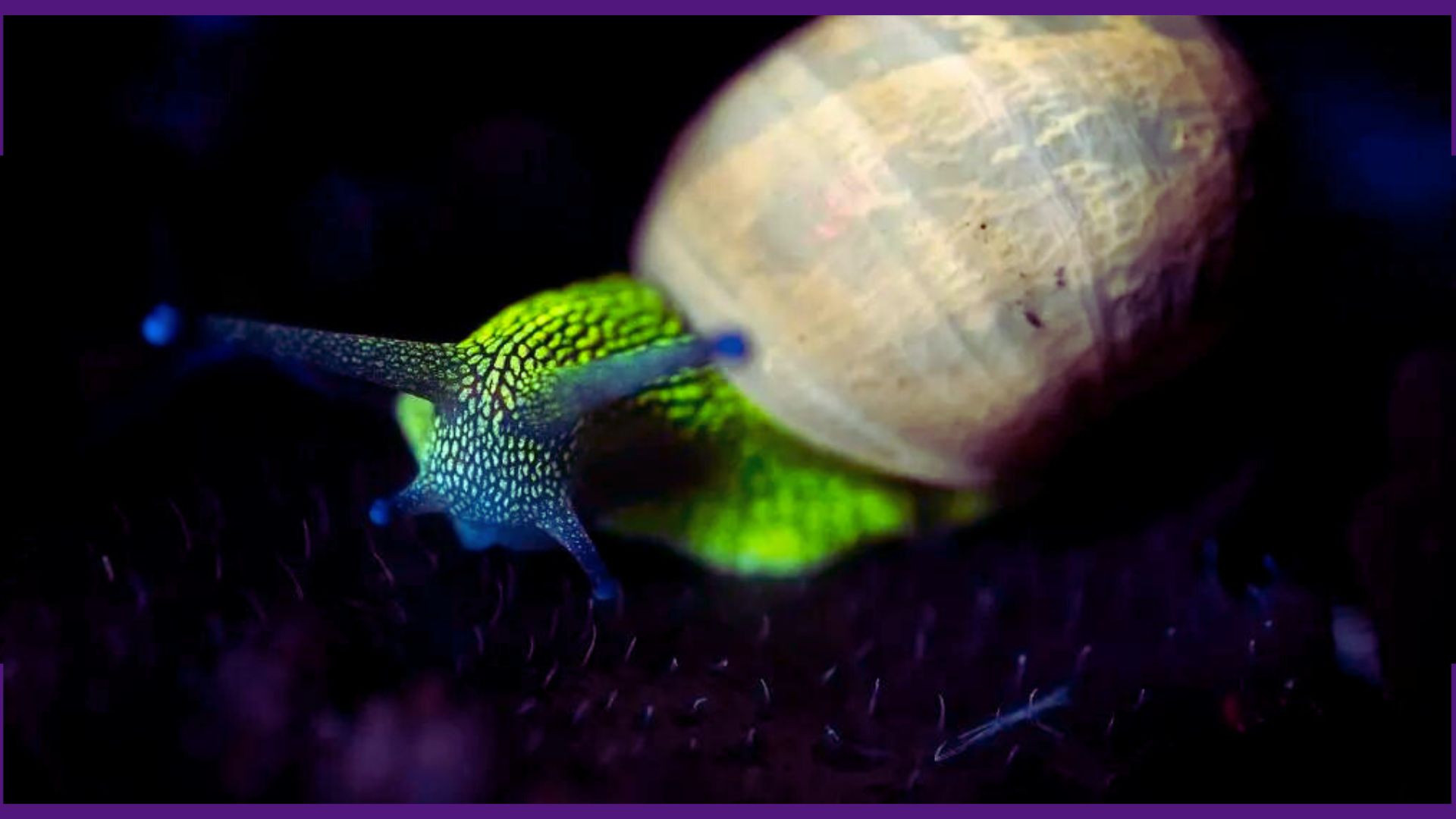 As impressionantes imagens do bosque reveladas através de raios ultravioleta