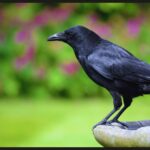 O corvo Russel é melhor amigo do menino Otto