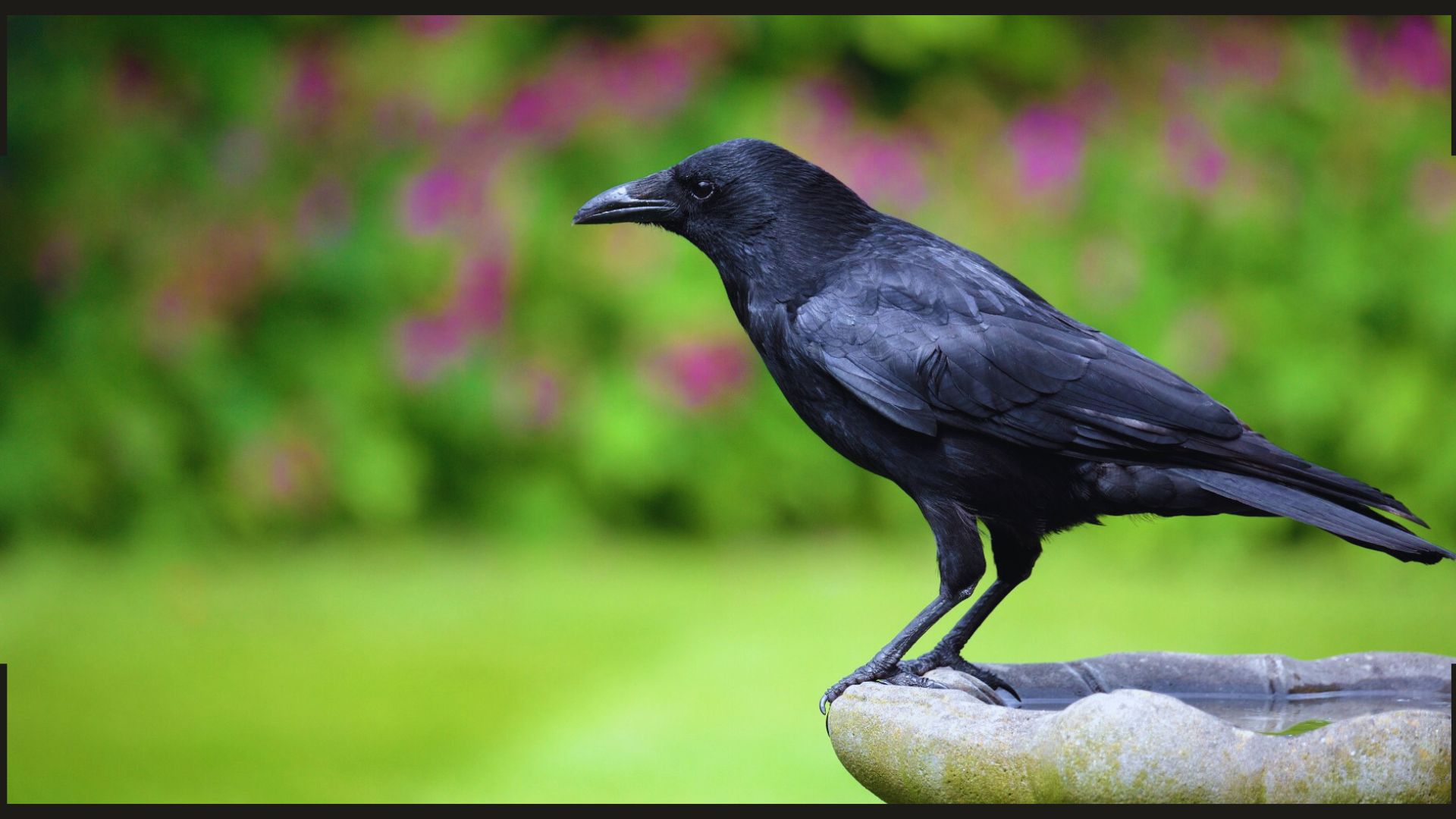 O corvo Russel é melhor amigo do menino Otto