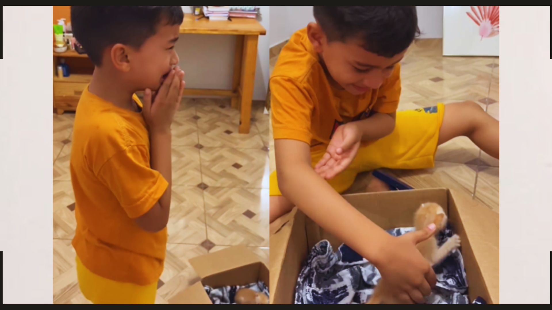 Mãe faz surpresa a filho que sonhava em ter um gatinho