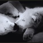 10 fotografias emocionantes de animais