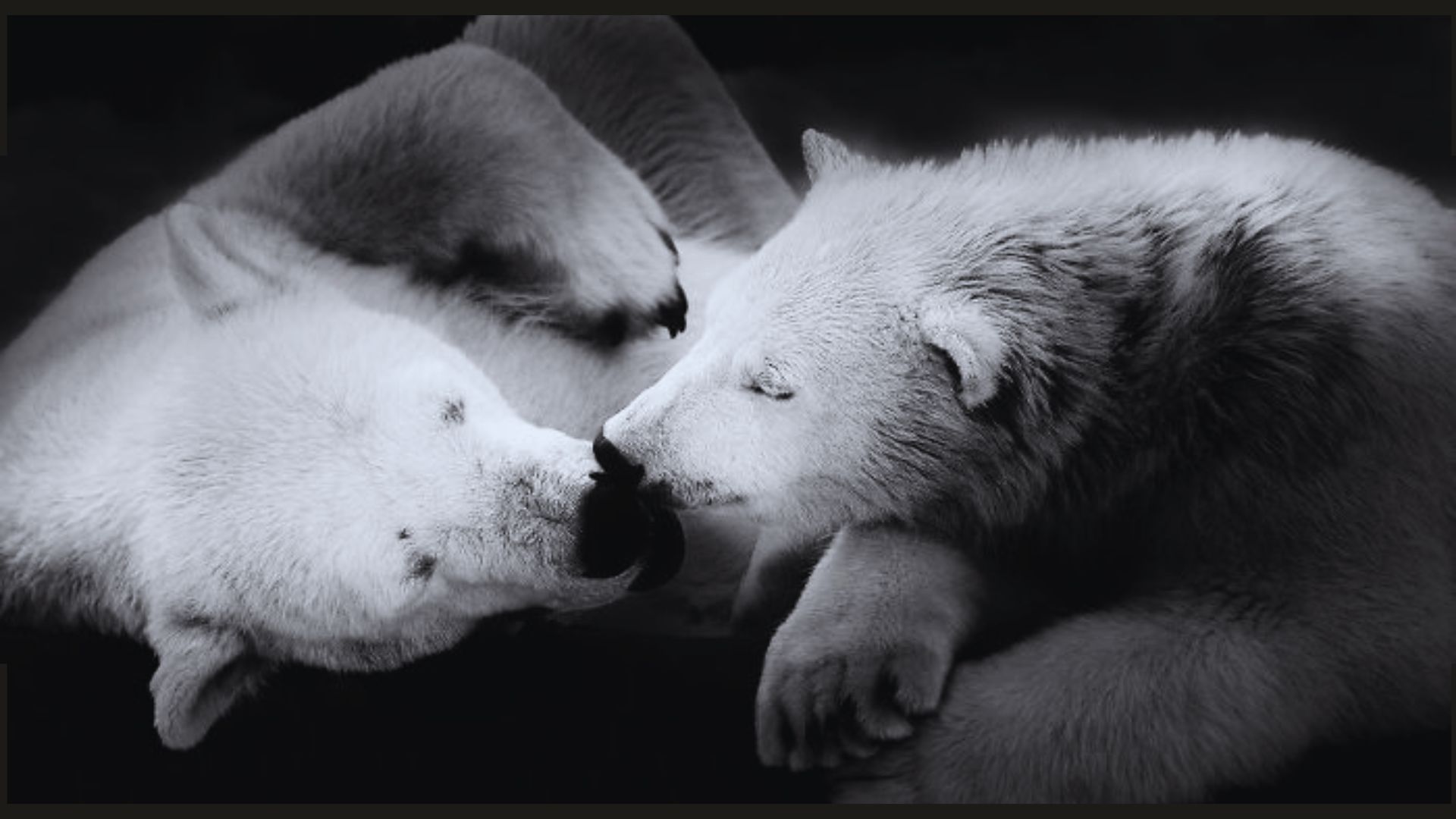 10 fotografias emocionantes de animais