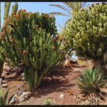 Cacto-candelabro: 7 dicas para cuidar e colocar na decoração da sua casa