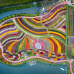 Fotógrafo holandês captura a beleza das tulipas na China