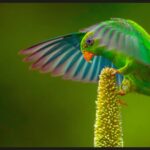 O fotógrafo que captura a beleza e a fragilidade da vida selvagem