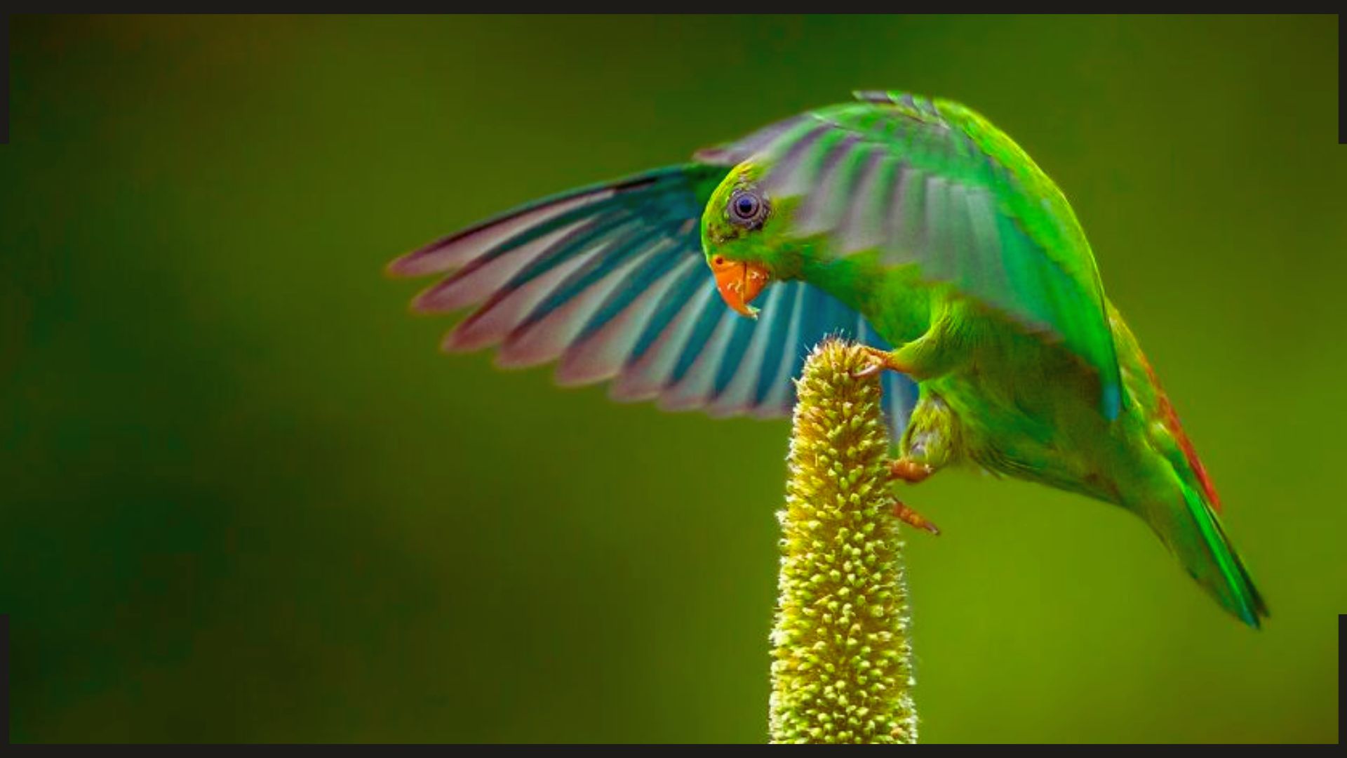 O fotógrafo que captura a beleza e a fragilidade da vida selvagem