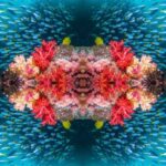 Fotos subaquáticas caleidoscópicas capturam a beleza hipnótica dos recifes de coral